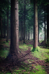 pine woodland at ladock cornwall England uk forest wood 