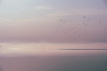 birds flying over the lake