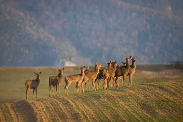 Fototapeta na wymiar Red deer, cervus elaphus, herd standing on grassland in spring nature. Group of hinds observing on green hill in springtime. Many brown female animals watching on field in morning light.