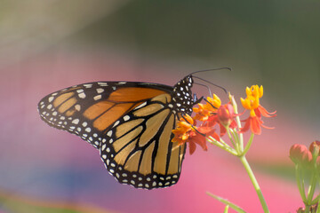 Fototapeta na wymiar Butterfly 2019-248 / Monarch butterfly (Danaus plexippus)