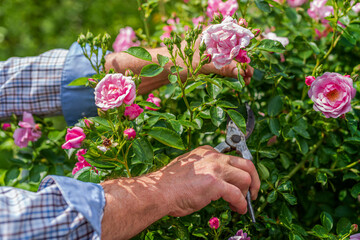 Crop view male hands cutting roses on a sunny day. Spring and summer gardening.