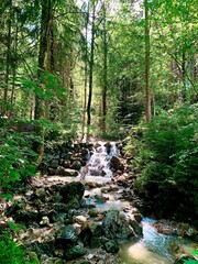 stream in the woods