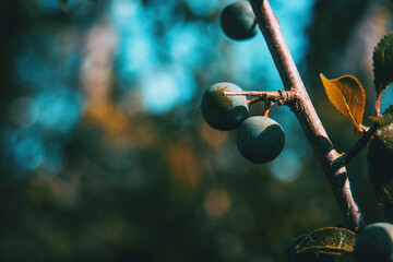 prunus spinosa fruits on a small branch