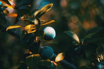 prunus spinosa fruits on a small branch