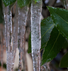 Close up of icicles hanging from foliage in evergreen bush