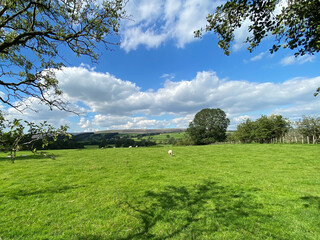 Country landscape, with a large meadow, grazing sheep, and hills in the distance near, Slaidburn, Clitheroe, UK