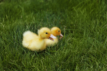 Cute fluffy goslings on green grass outdoors. Farm animals