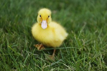 Cute fluffy gosling on green grass outdoors. Farm animal