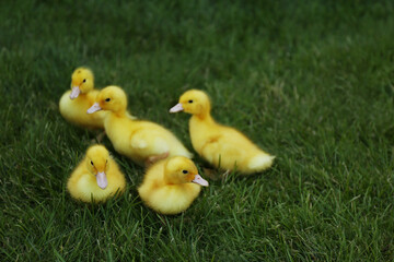 Cute fluffy goslings on green grass outdoors. Farm animals