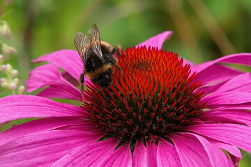 Coneflower, Echinacea angustifolia, with a bumblebee