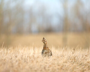 A ruffed grouse environmental portrait in long grass