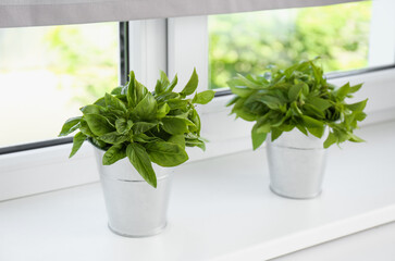 Fototapeta na wymiar Fresh green basil in pots on white window sill