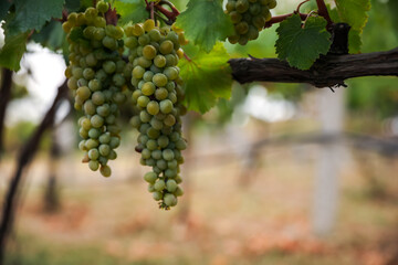 Bunch of ripe juicy grapes on branch in vineyard. Space for text