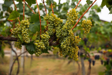 Fototapeta premium Bunch of ripe juicy grapes on branch in vineyard
