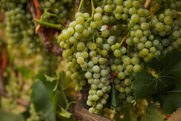 Bunch of ripe juicy grapes on branch in vineyard