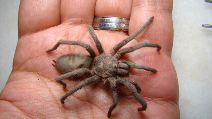 Tarantula as a pet.
Exotic veterinarian holding a wolf spider, vet. Biologist.
insect on the hand.
Arthropods, invertebrates.
insects, bugs, bug, animals, animal, wildlife, wild nature, rainforest
