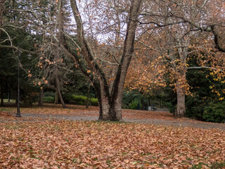 Trees with brown and yellow  leaves in the garden in autumn.