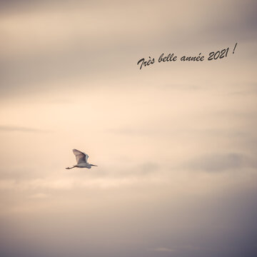 isolated egret flying in a beautiful pink and cloudy sky. freedom concept