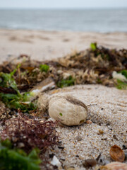 Heart Urchin shell at a beach on Sylt island