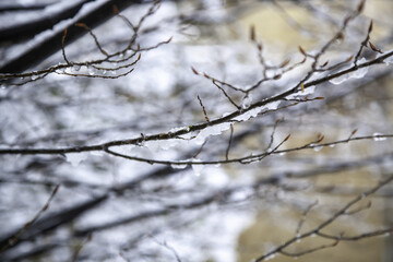 Fototapeta na wymiar Tree branches with snow and ice