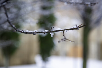 Tree branches with snow and ice