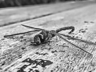 dead dragonfly