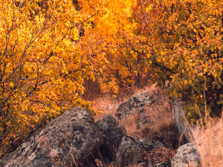 autumn in the forest and stones
