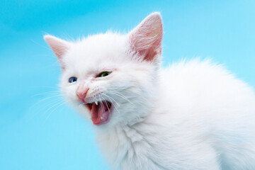 Small white kitten with opened mouth meowing on blue background