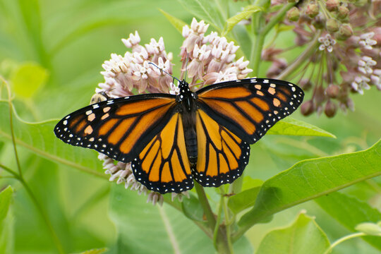 Fototapeta Butterfly 2020-8 / Monarch butterfly (Danaus plexippus)