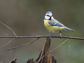 Fototapeta premium Blue tit, Cyanistes caeruleus