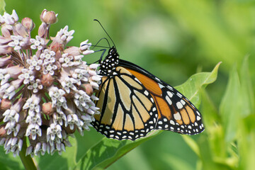 Butterfly 2020-11 / Monarch butterfly (Danaus plexippus)