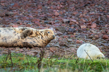 Female Grey Seal resting on the rocky beach at St Abbs Head, Scotland.