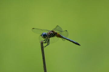 Dragonfly 2020-1 / Stream Bluet (Enallagma exsulans)