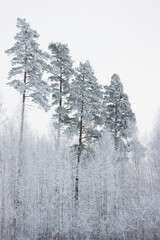 winter landscape, four pine trees in the forest covered with snow needles