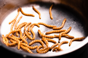 Group of golden mealworms viewed from above moving on a dark background, Tenebrio molitor