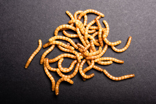 Group of golden mealworms viewed from above moving on a dark background, Tenebrio molitor