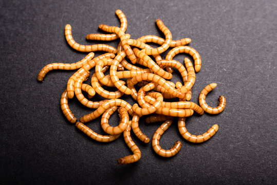 Group of golden mealworms viewed from above moving on a dark background, Tenebrio molitor