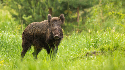 Alert wild boar, sus scrofa, looking into camera on green meadow in spring nature. Interested animal wildlife on meadow from side view with copy space.