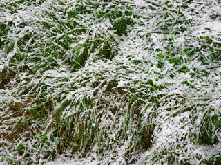 Green grass covered with the first snow. Weather.