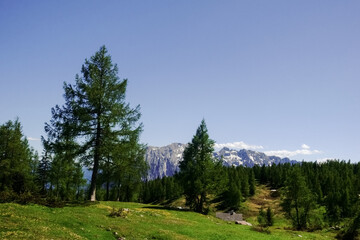 Fototapeta na wymiar wonderful trees in a green mountain landscape with sky
