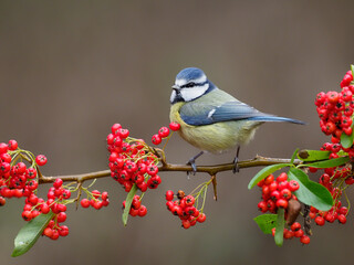 Blue tit, Cyanistes caeruleus