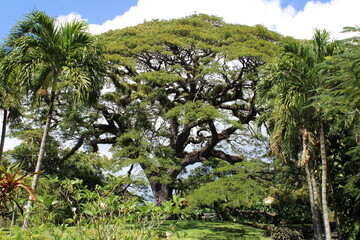Island St. Kitts in the Caribbean (St. Kitts Karibik), Rain Tree (Samanea saman) (Regenbaum)