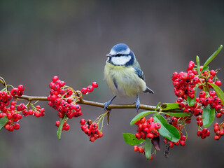 Blue tit, Cyanistes caeruleus