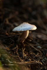Little mushroom in the green forest