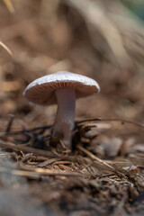 Little mushroom in the green forest