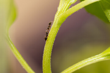 Little ant walking on a green leaf