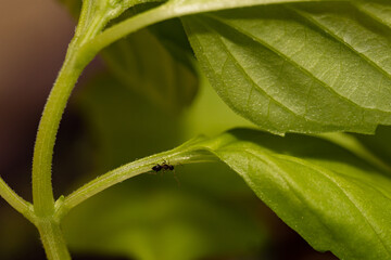 Little ant walking on a green leaf