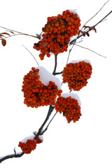 Branch with bunches of red rowan berries. Macro of red rowan berries with snow. Isolated on white background. 