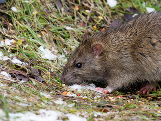 Brown rat, Rattus norvegicus