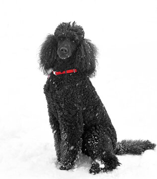 Funny Black Standard Poodle on snow